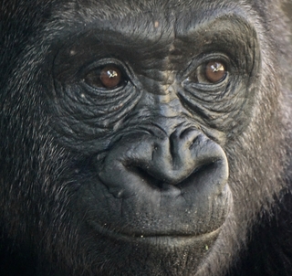 Julen 2025 Masai Mara, Gorillatrekking & Zanzibar