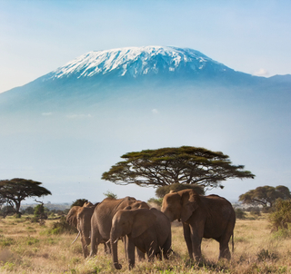 Amboseli, Tsavo, Salt Lick & Diani Beach