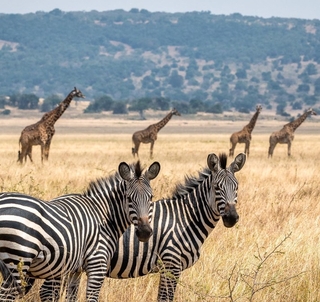 Den store Rwandareisen