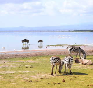Safari i Afrikas vakreste landskap