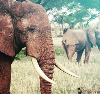 Cape Town, Safari og Mauritius