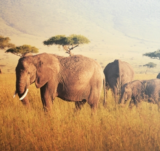 Klassisk Safari Kenya & Watamu