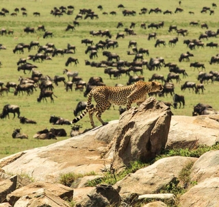 Bryllupsreise Ngorongorokrateret, Serengeti & Zanzibar