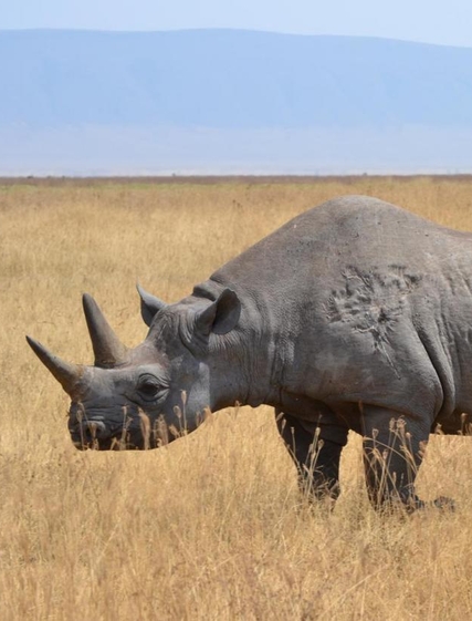 De 5 beste safarireisemålene i Afrika