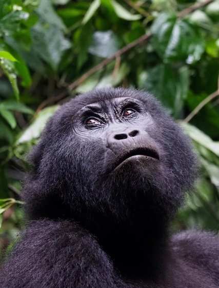 Lena: Gorillatrekking i Uganda