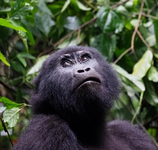 Fly-inn Gorillatrekking