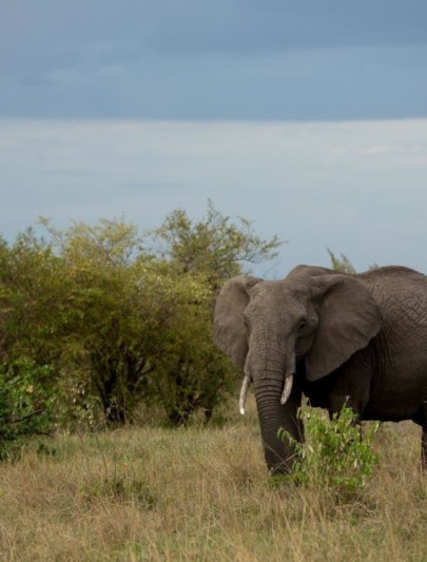 Ann-Sofie & Bosse: Safari i Uganda
