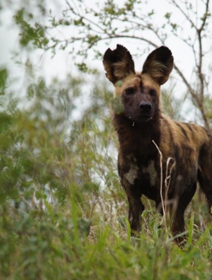 Olivia: Rundtur i Sør-Afrika