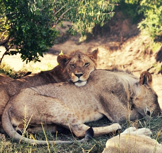 Julen 2025 Masai Mara & Zanzibar