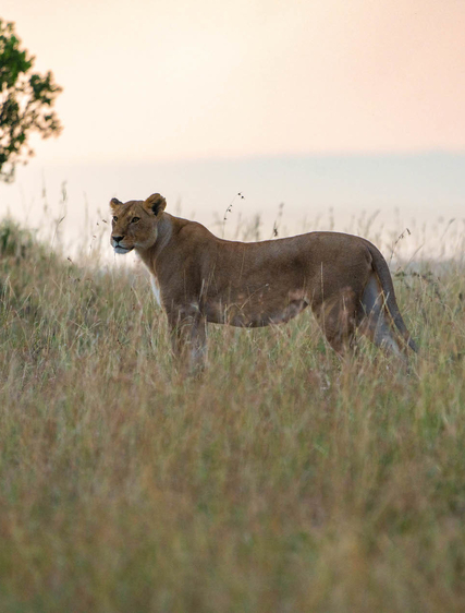Drømmereisemål i Afrika: 8 eksperter deler sine favoritter