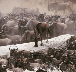 Klassisk Safari Kenya & Zanzibar