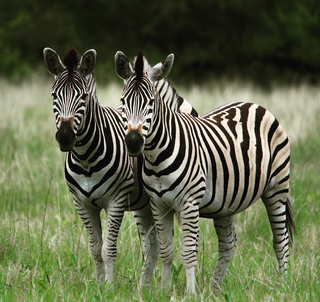 Påskeferie | Ngorongorokrateret, Serengeti & Zanzibar