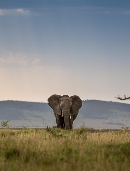 The Big Five: Afrikas fem mektigste dyr