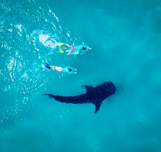 Mafia Island & Zanzibar