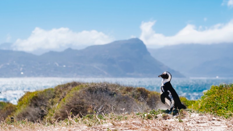 M&oslash;t pingvinene p&aring; Boulders Beach &ndash; perfekt for barnefamilier
