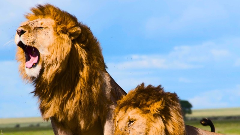 L&oslash;ver i Tanzania Skal du dit? Slik s&oslash;ker du om visum.