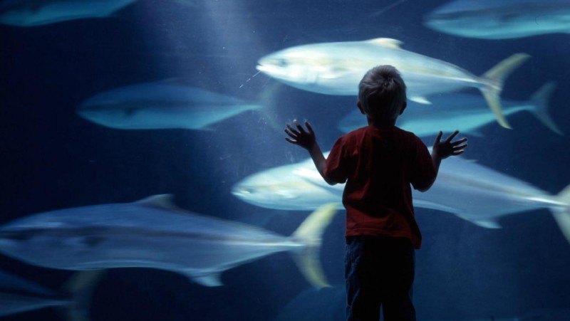 Two Oceans Aquarium &ndash; en familiefavoritt i Cape Town
