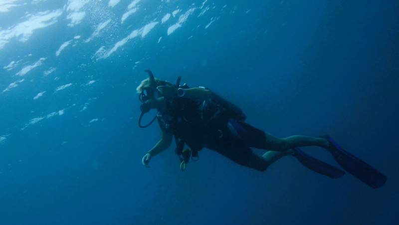 Dykking p&aring; Zanzibar &ndash; tropisk dyreliv under vann
