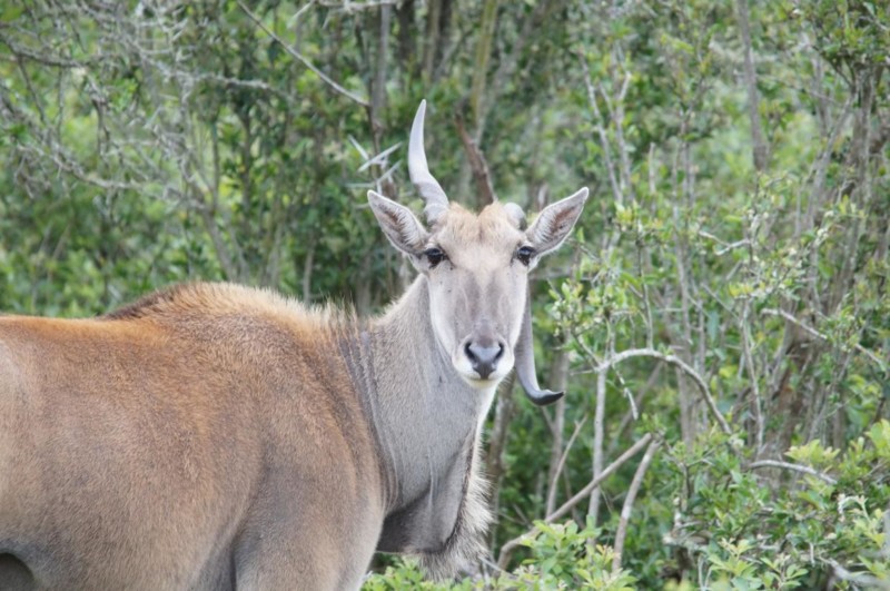 Elandantilopen er verdens st&oslash;rste antilope, en fullvoksen hann kan veie nesten 1000 kg. Vi fikk se en uvanlig syn, en Elandantilop med et b&oslash;yd horn.