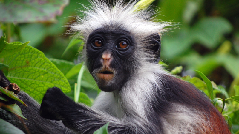 Jozani Chwaka Bay National Park &ndash; m&oslash;t r&oslash;de colobusaper i Zanzibars villmark