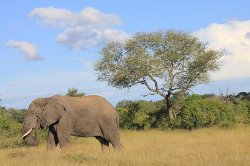 Elefanten: Det intelligente gigantdyret