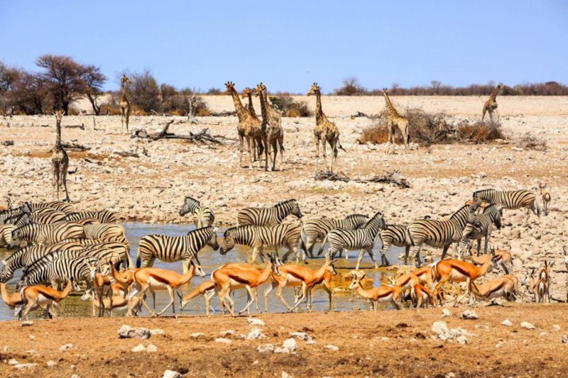 I Etosha samles mange av dyrene ved de ulike vannhullene, naturen og dyrene venter p&aring; at regnet skal komme i desember.