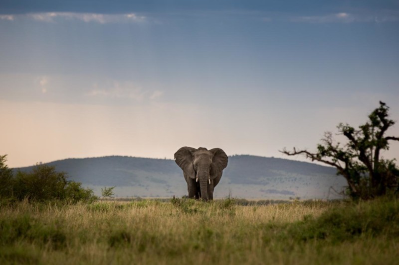 De beste safarireisem&aring;lene i Afrika&nbsp;