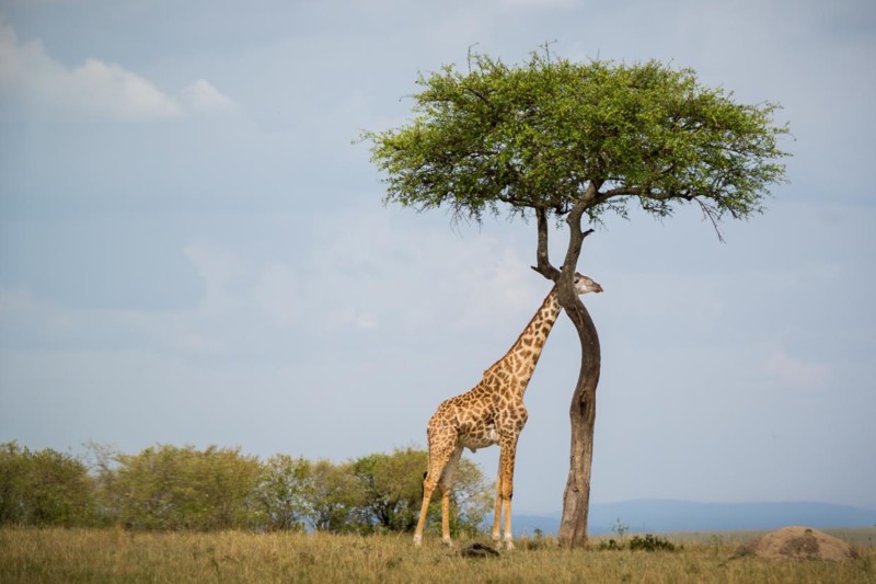 En giraff beiter i Tanzania