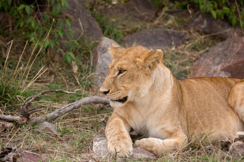 L&oslash;ven: Savannens konge