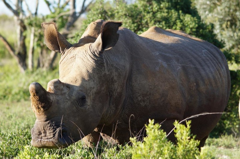 Igjen er det tid for en tidlig morgen, klokken 05.00 ringer alarmen, og vi drar ut p&aring; en morgensafari i parken etter en kopp kaffe og en muffins.