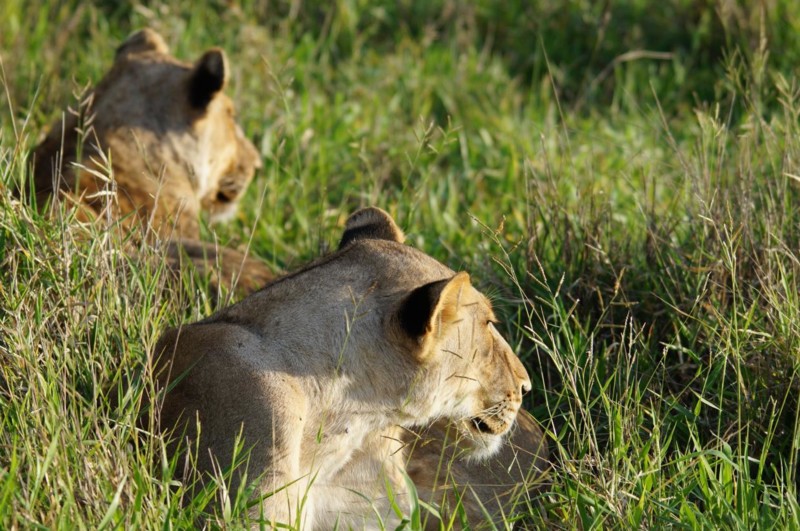 Etter m&oslash;tet med leoparden tok det ikke lang tid f&oslash;r vi m&aring;tte stoppe igjen da vi m&oslash;tte l&oslash;ver som l&aring; p&aring; veien.