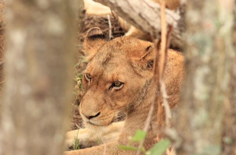 Lisa Moredal: Safari og paradisstrender - den perfekte kombinasjon