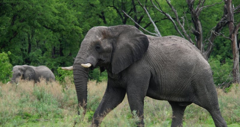 Kruger nasjonalpark, S&oslash;r-Afrika
