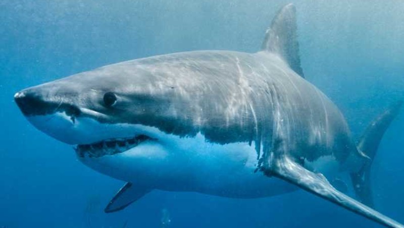 M&oslash;t haier p&aring; n&aelig;rt hold &ndash; spennende dykking utenfor Cape Town