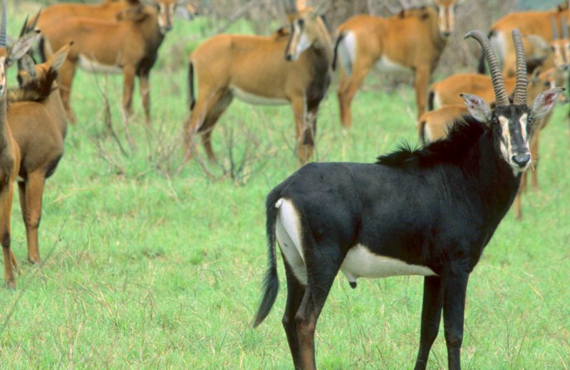 Safari i Shimba Hills - Opplev sabelantiloper og elefanter