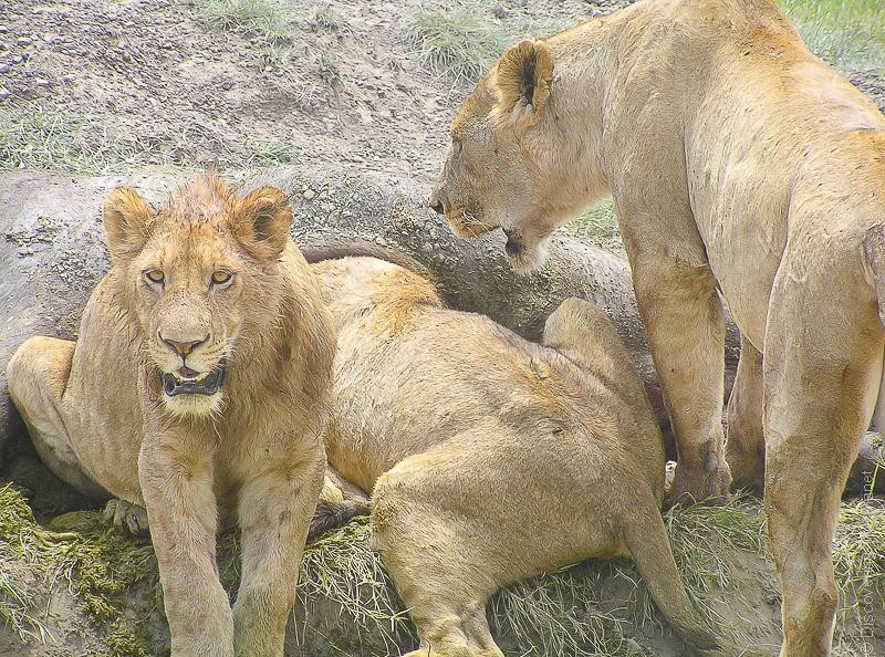 Daniela Nasteska Olsson: Tanzania og Gambia