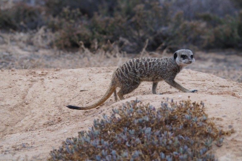 Guiden v&aring;r hadde med seg campingstoler som han satte opp for oss noen meter fra en av &aring;pningene til tunnelsystemet, s&aring; var det bare &aring; vente.