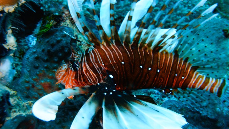 Snorkling p&aring; Zanzibar &ndash; fargerike korallrev og klart vann